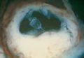 Thumbnail for version as of 10:29, 5 February 2020