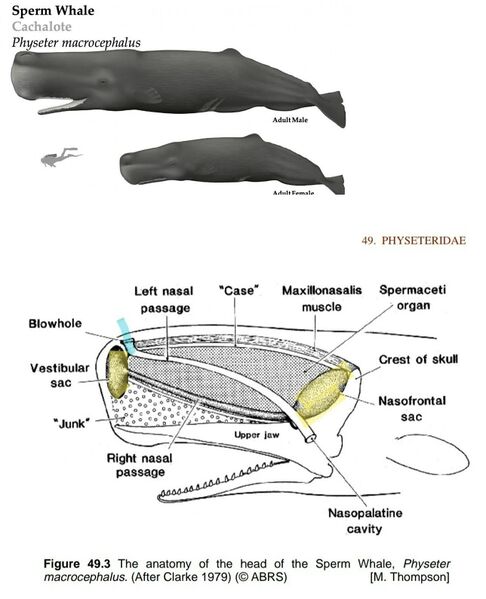 File:Whale.jpg