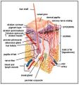 Thumbnail for version as of 11:56, 28 January 2020