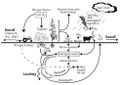 Thumbnail for version as of 11:02, 10 February 2020