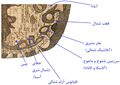 Thumbnail for version as of 10:30, 23 February 2022