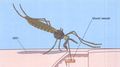 Thumbnail for version as of 11:54, 19 February 2020