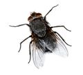 Thumbnail for version as of 10:44, 5 February 2020
