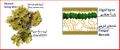 Thumbnail for version as of 16:43, 22 March 2020