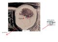 Thumbnail for version as of 21:53, 7 March 2022