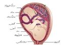 Thumbnail for version as of 07:52, 1 February 2020